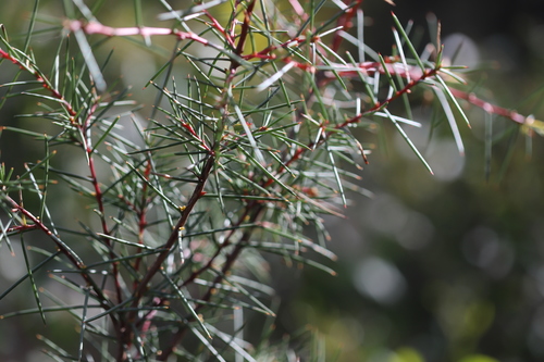 Bushy Needlewood