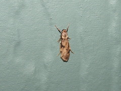 Graphosia stenopepla