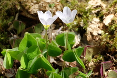 Oxalis acetosella