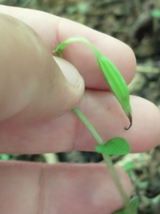 Triphora trianthophoros trianthophoros