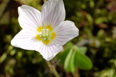 Oxalis acetosella