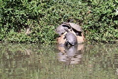Phrynops geoffroanus