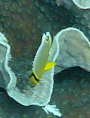 Chaetodon trifasciatus