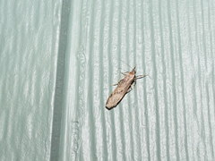 Graphosia stenopepla