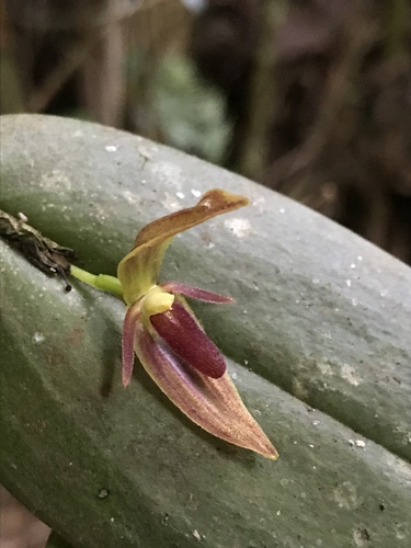 Pleurothallis linguifera, photograph 4