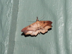 Philogethes metableta