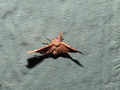 Philogethes metableta