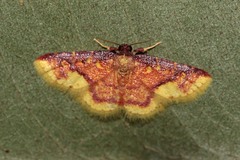 Syngatha latiflavaria