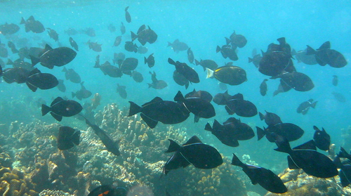 Black Triggerfish