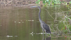 Ardea sumatrana