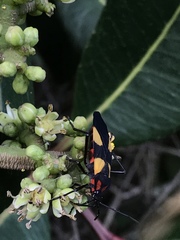 Oncopeltus orourkeae