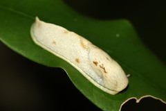 Urocyclidae