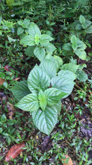 Perilla frutescens