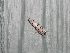 Ethmia sphaerosticha