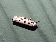 Ethmia sphaerosticha