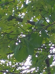 Aristolochia macrophylla