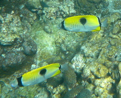 Chaetodon unimaculatus