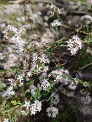 Leionema hillebrandii