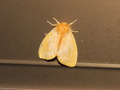 Euproctis crocea