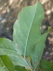Malpighia stevensii