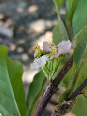 Malpighia stevensii