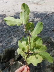 Malpighia stevensii
