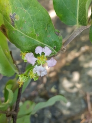 Malpighia stevensii