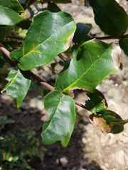 Malpighia stevensii