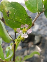 Malpighia stevensii