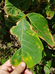 Lonchocarpus costaricensis