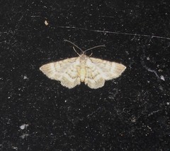 Eucymatoge peplodes