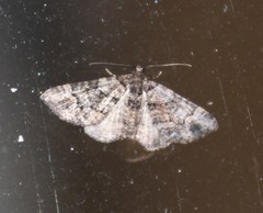 Eucymatoge peplodes