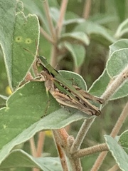 Orphulella pelidna