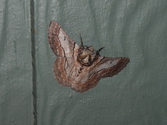 Hypobapta tachyhalotaria