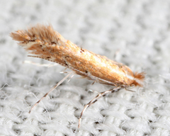 Cremastobombycia solidaginis