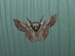 Hypobapta tachyhalotaria