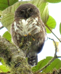 Glaucidium jardinii