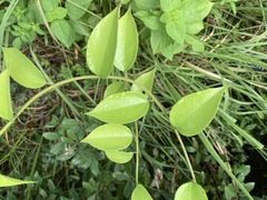 Cocculus orbiculatus