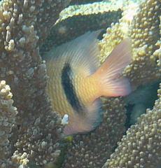 Plectroglyphidodon dickii