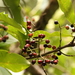Syzygium nervosum - Photo (c) Yu Ching Tam, μερικά δικαιώματα διατηρούνται (CC BY-NC-ND), uploaded by Yu Ching Tam