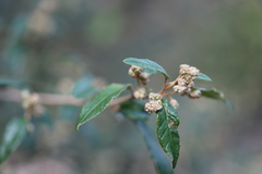 Pomaderris prunifolia