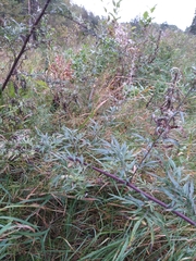 Artemisia mongolica