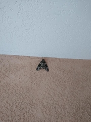 Manduca rustica