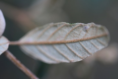 Pomaderris prunifolia