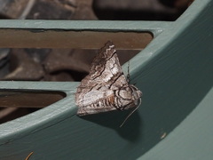 Hypobapta diffundens