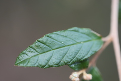 Pomaderris prunifolia