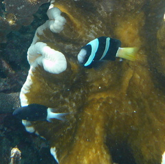 Pycnochromis margaritifer