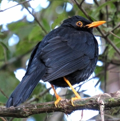 Turdus serranus