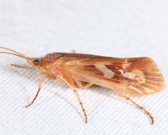 Limnephilus rhombicus