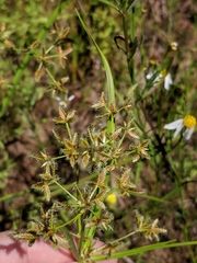 Cyperus dentatus